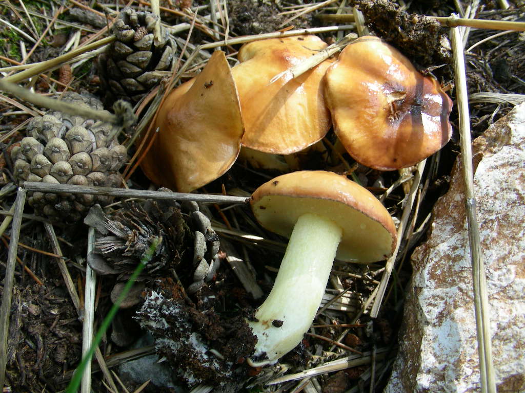 Suillus granulatus ...in foto